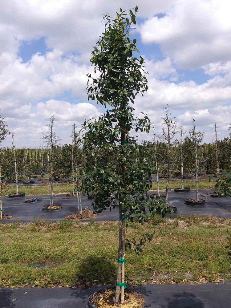 ilex-x-attenuata-eagleston-holly
