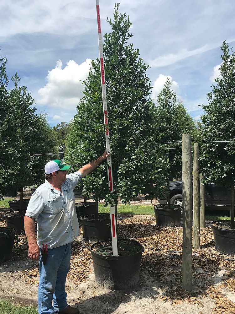 ilex-x-attenuata-eagleston-holly