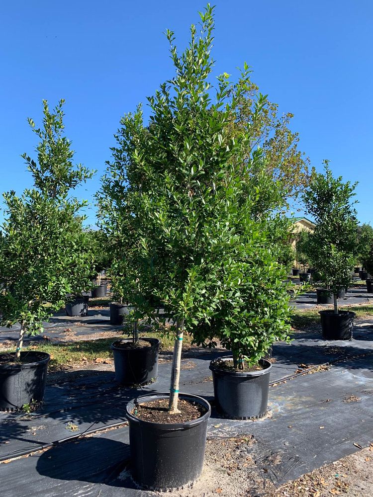 ilex-x-attenuata-eagleston-holly