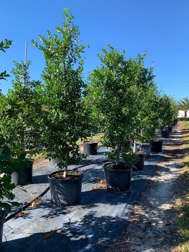 ilex-x-attenuata-eagleston-holly
