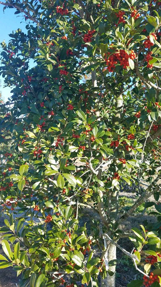 ilex-x-attenuata-eagleston-holly