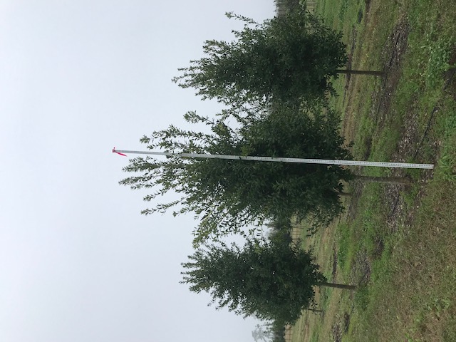 ilex-x-attenuata-eagleston-holly