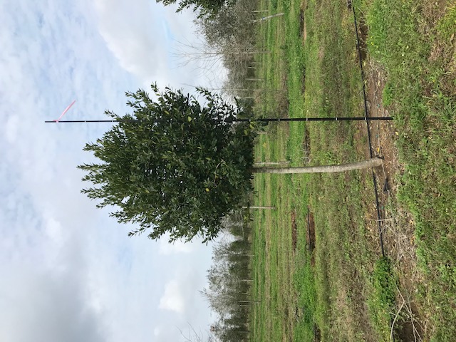 ilex-x-attenuata-eagleston-holly