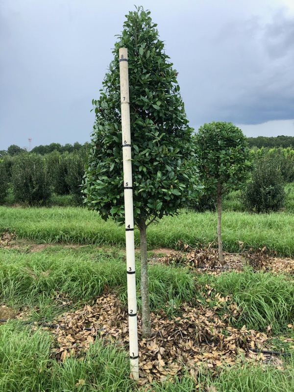 ilex-x-attenuata-eagleston-holly