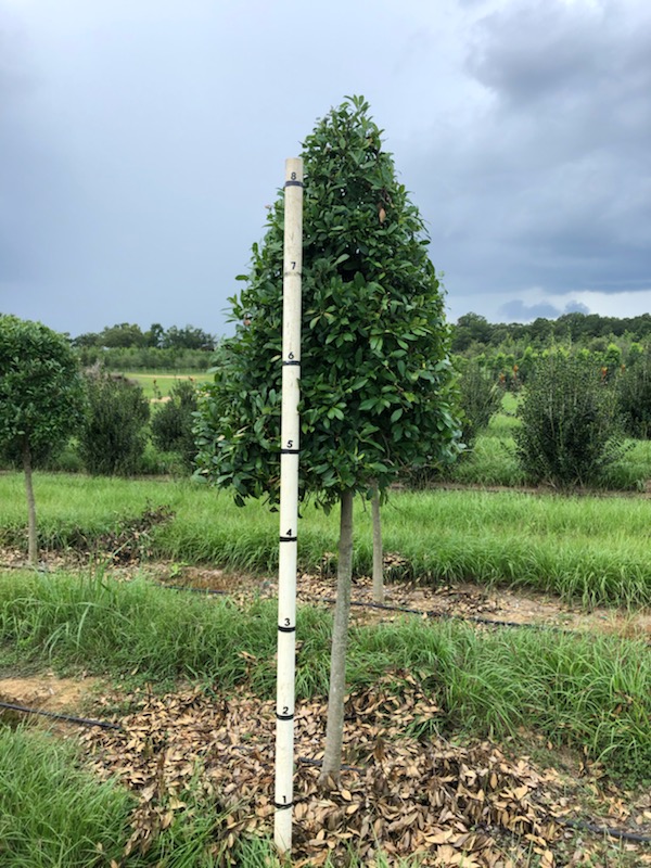 ilex-x-attenuata-eagleston-holly
