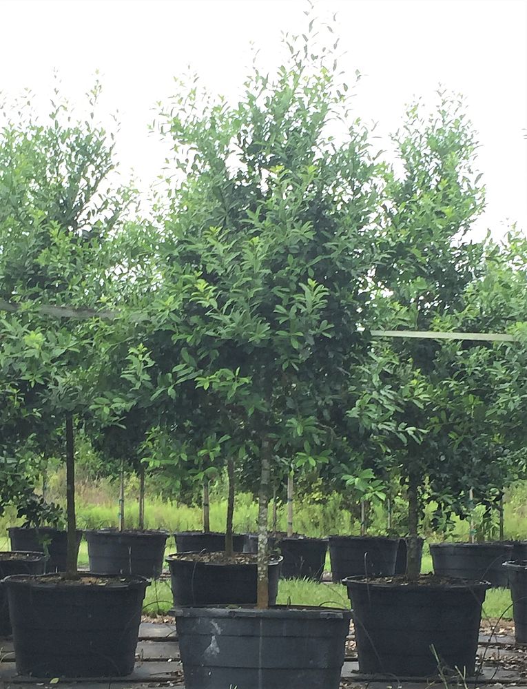 ilex-x-attenuata-eagleston-holly