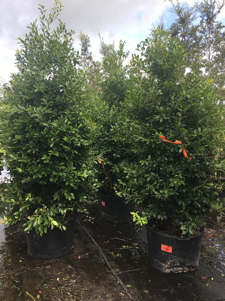 ilex-x-attenuata-eagleston-holly