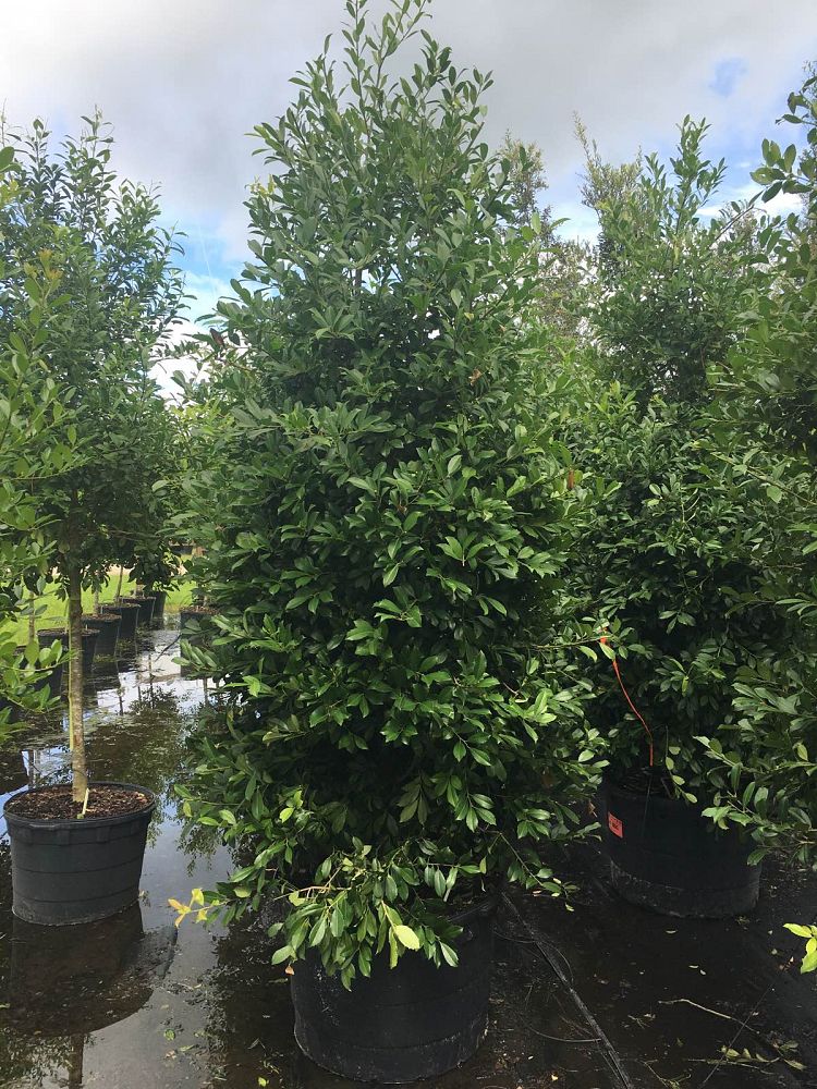 ilex-x-attenuata-eagleston-holly