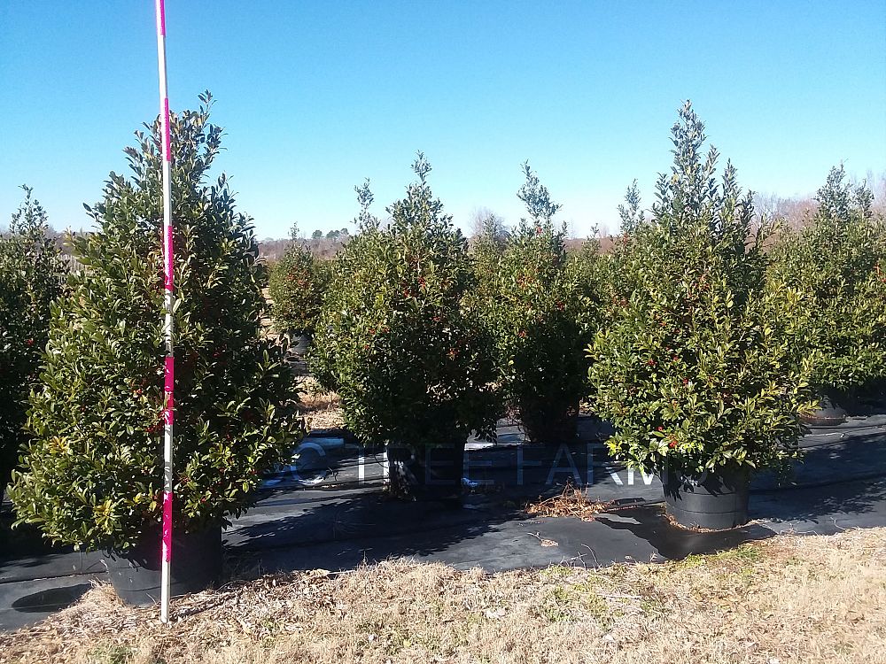 ilex-x-attenuata-eagleston-holly