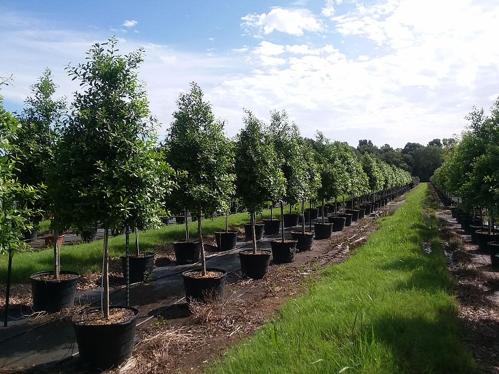 ilex-x-attenuata-eagleston-holly