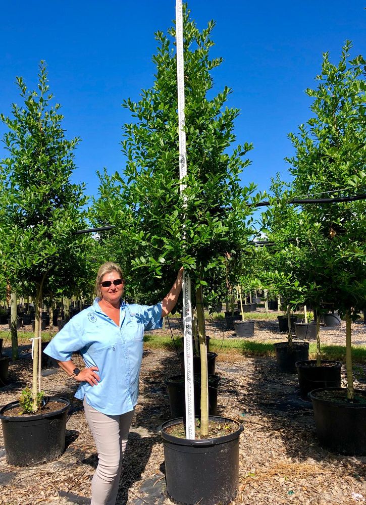 ilex-x-attenuata-eagleston-holly