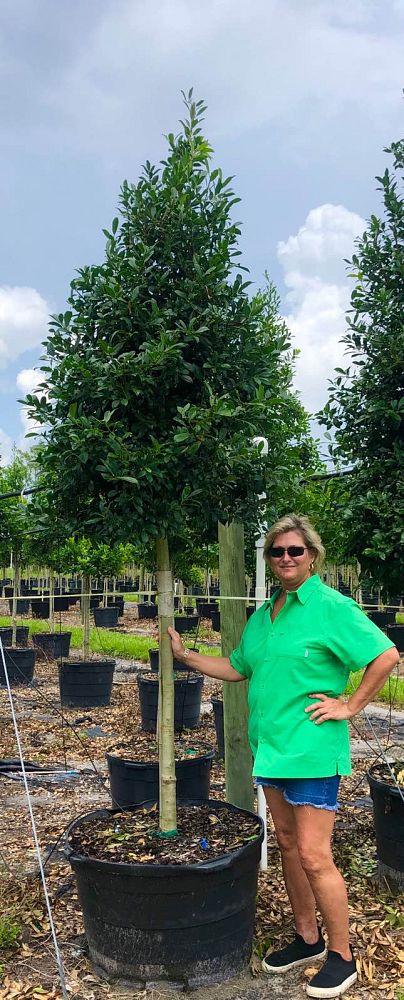 ilex-x-attenuata-eagleston-holly
