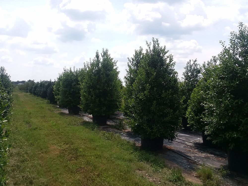 ilex-x-attenuata-eagleston-holly