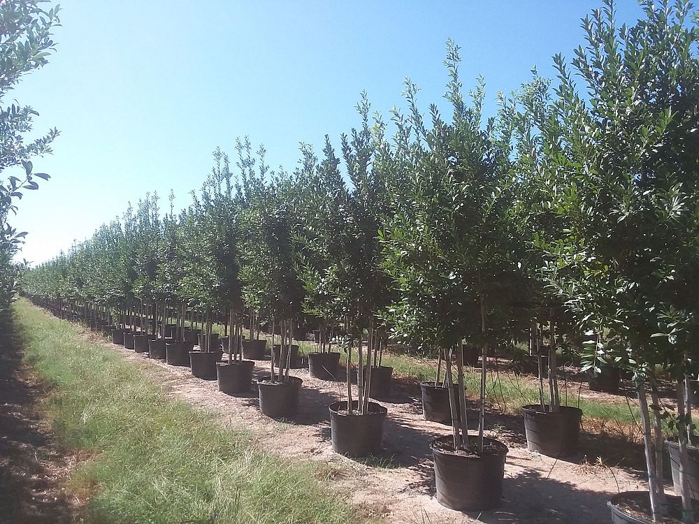 ilex-x-attenuata-eagleston-holly