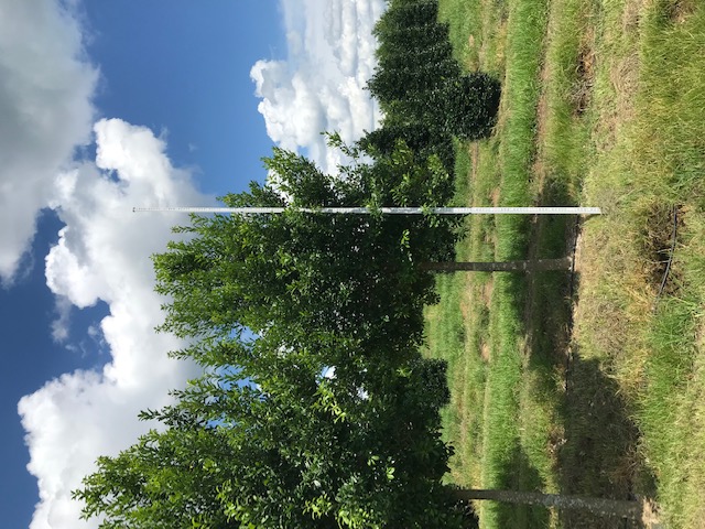 ilex-x-attenuata-eagleston-holly