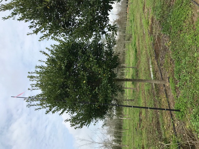 ilex-x-attenuata-eagleston-holly