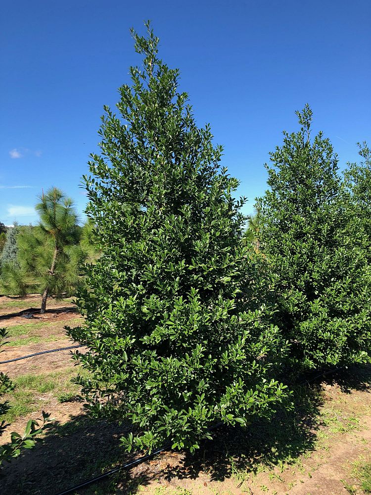 ilex-x-attenuata-eagleston-holly