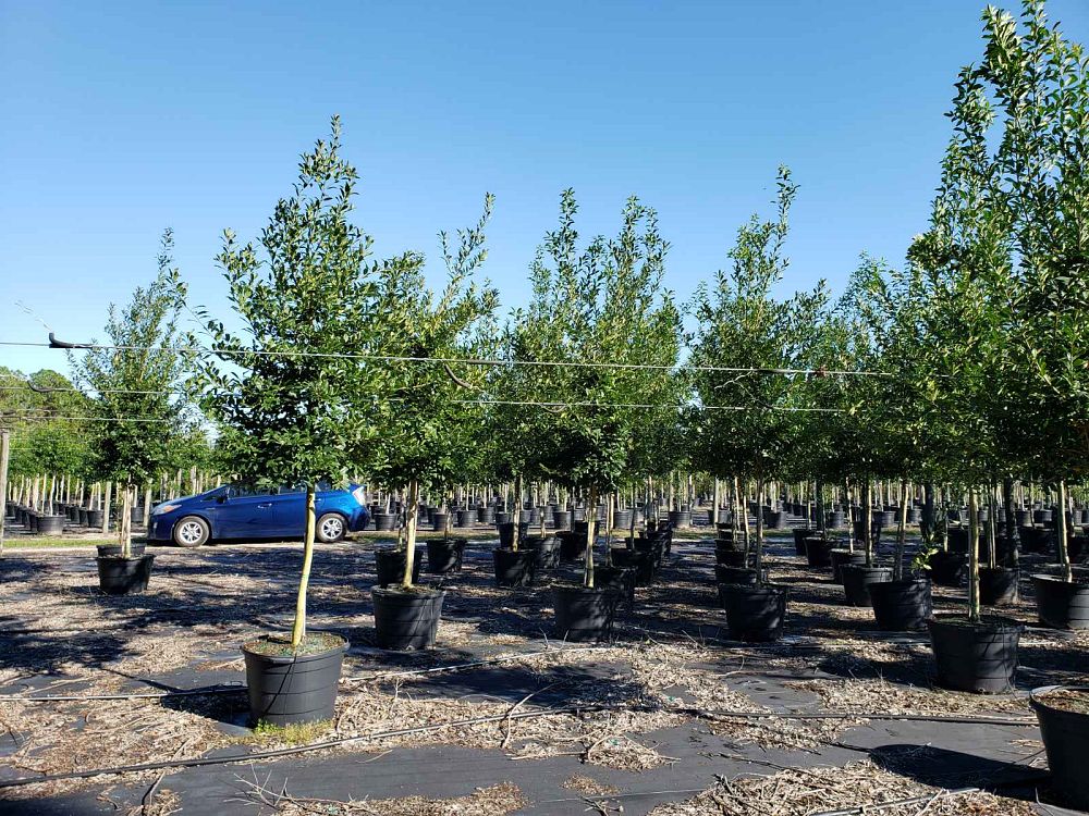 ilex-x-attenuata-eagleston-holly