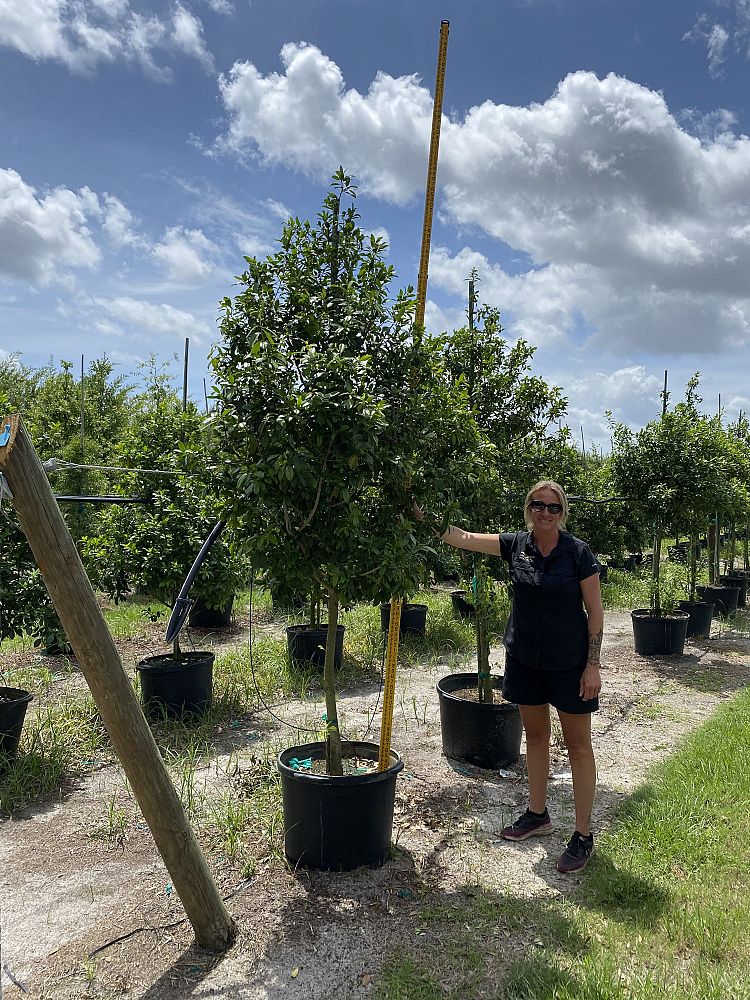 ilex-x-attenuata-eagleston-holly