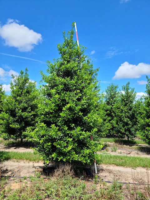 ilex-x-attenuata-eagleston-holly