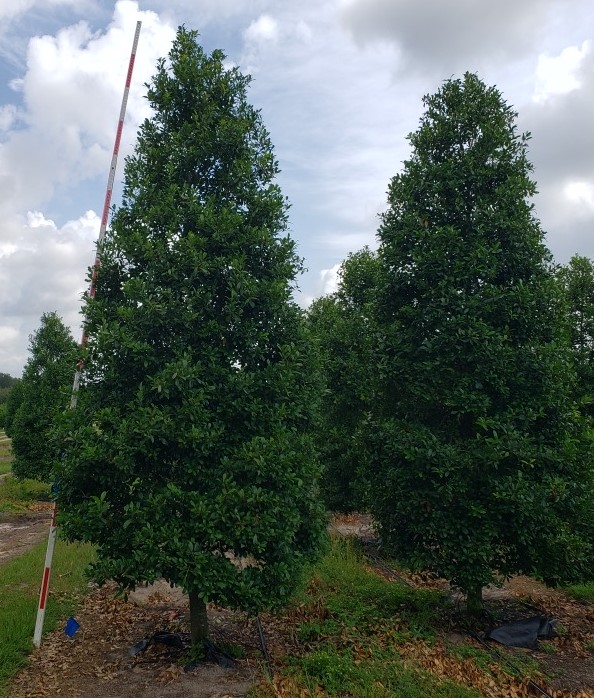ilex-x-attenuata-eagleston-holly