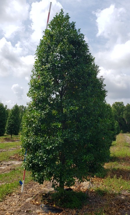 ilex-x-attenuata-eagleston-holly