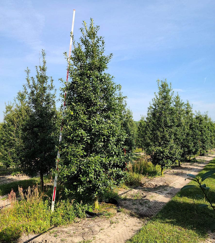 ilex-x-attenuata-eagleston-holly