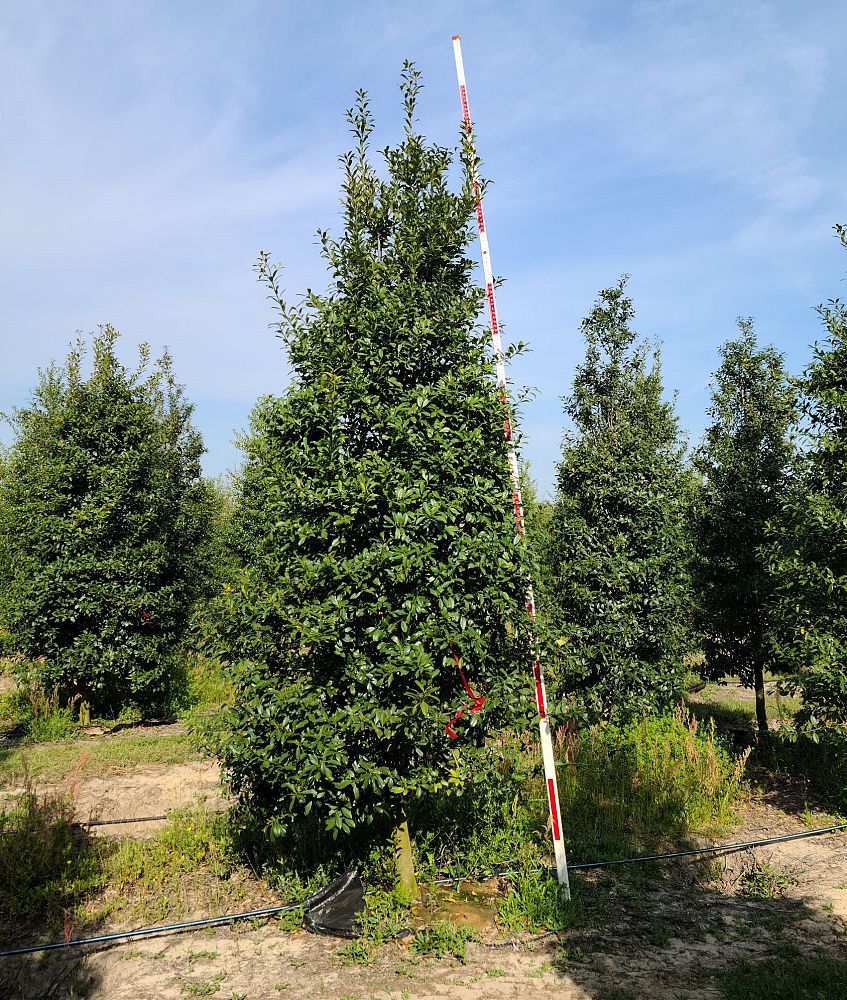 ilex-x-attenuata-eagleston-holly