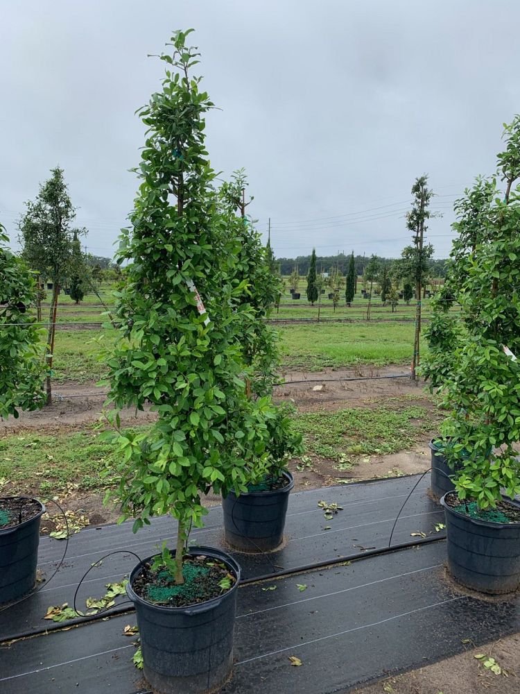 ilex-x-attenuata-eagleston-holly