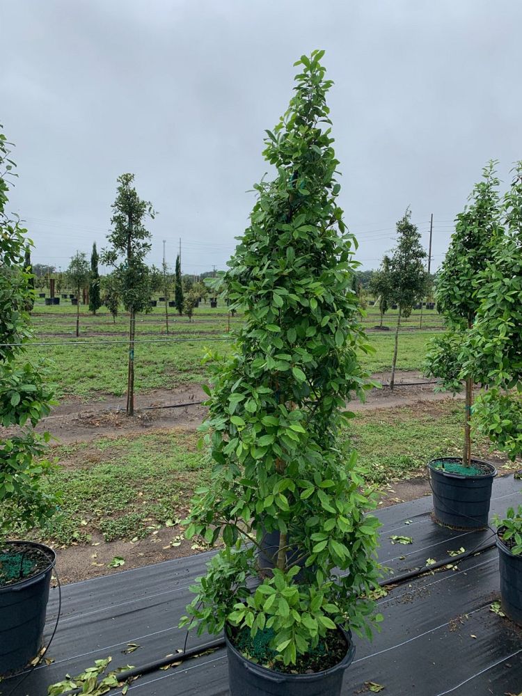 ilex-x-attenuata-eagleston-holly