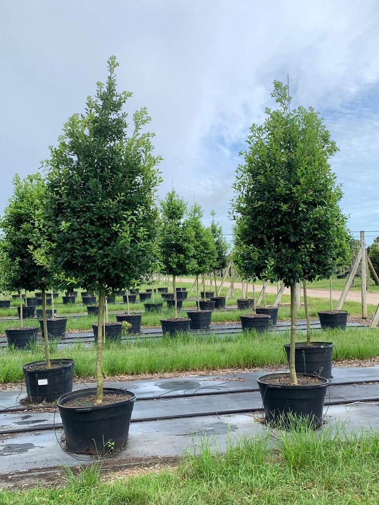 ilex-x-attenuata-eagleston-holly
