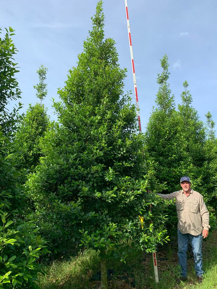 ilex-x-attenuata-eagleston-holly