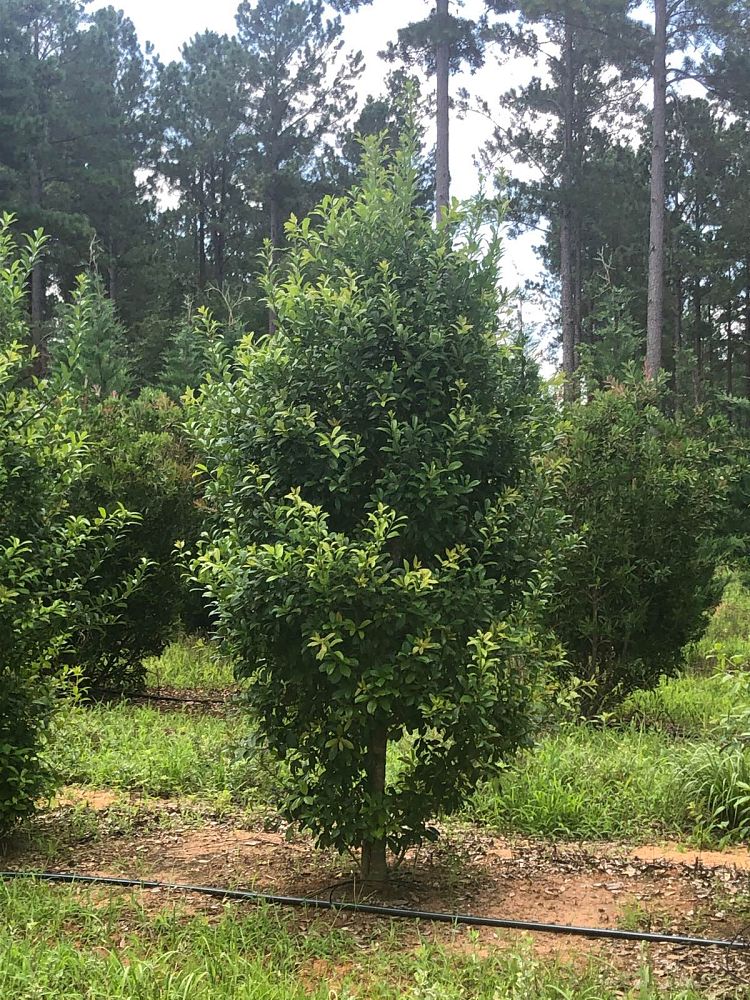 ilex-x-attenuata-eagleston-holly
