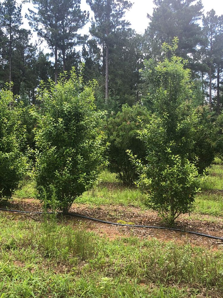 ilex-x-attenuata-eagleston-holly
