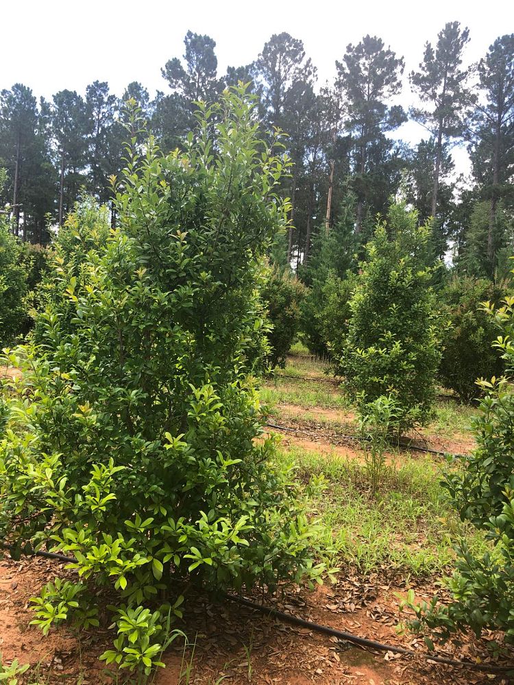 ilex-x-attenuata-eagleston-holly