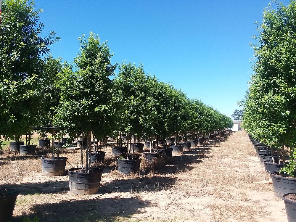 ilex-x-attenuata-eagleston-holly