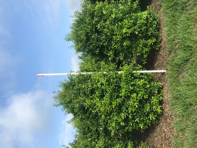 ilex-x-attenuata-eagleston-holly