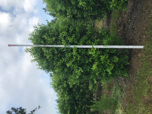 ilex-x-attenuata-eagleston-holly