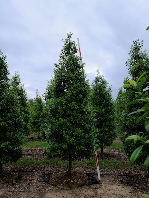 ilex-x-attenuata-eagleston-holly