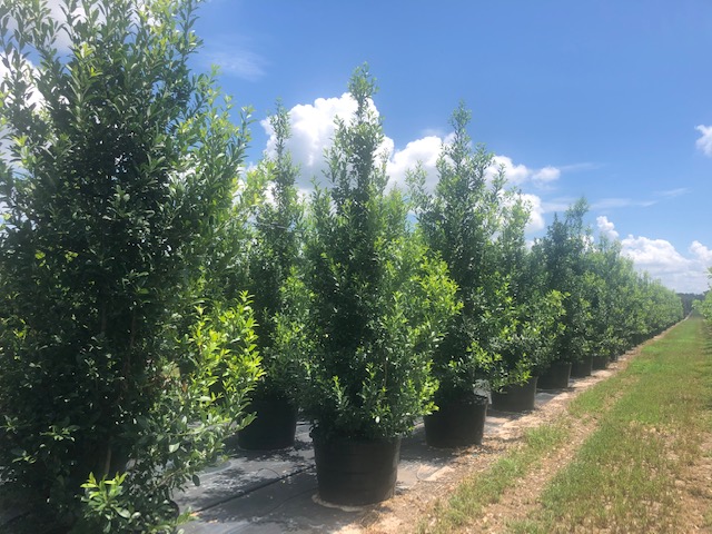 ilex-x-attenuata-eagleston-holly
