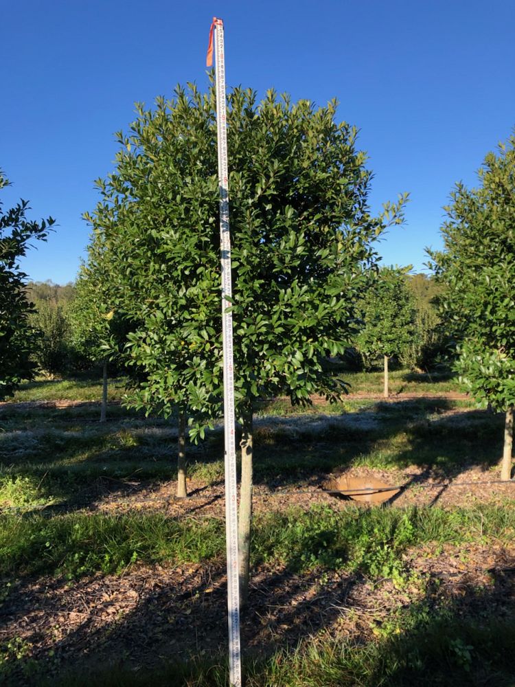 ilex-x-attenuata-eagleston-holly