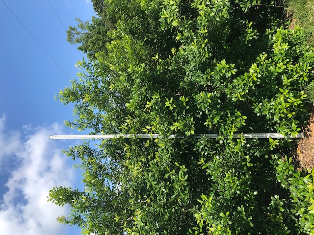 ilex-x-attenuata-eagleston-holly