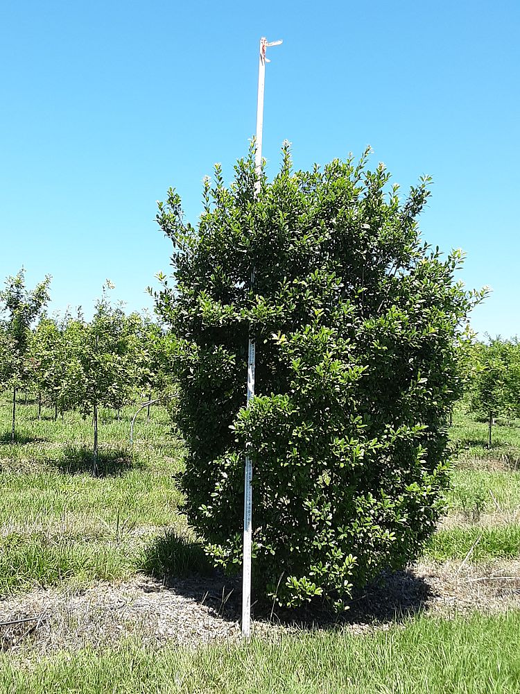 ilex-x-attenuata-eagleston-holly