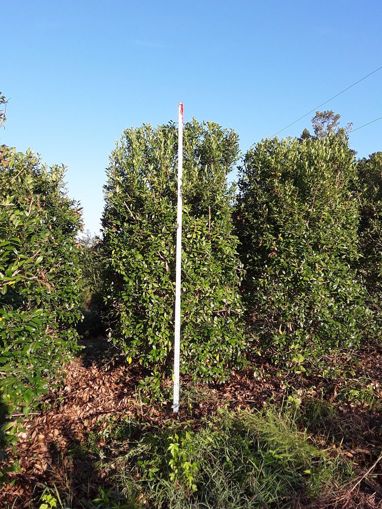 ilex-x-attenuata-eagleston-holly