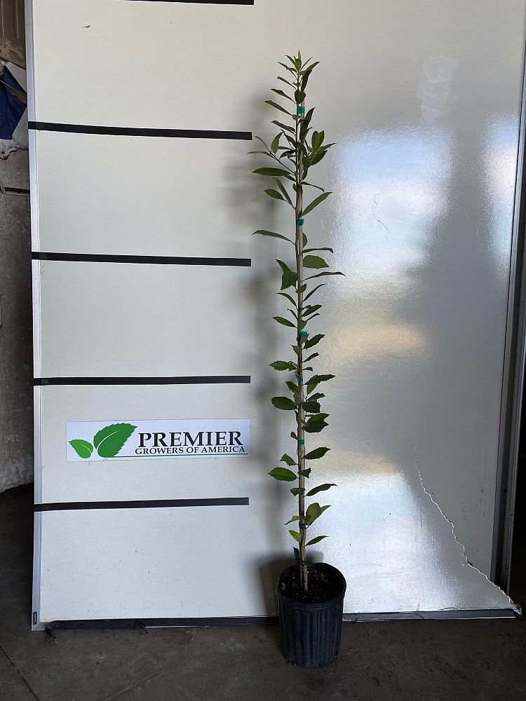 ilex-x-attenuata-eagleston-holly