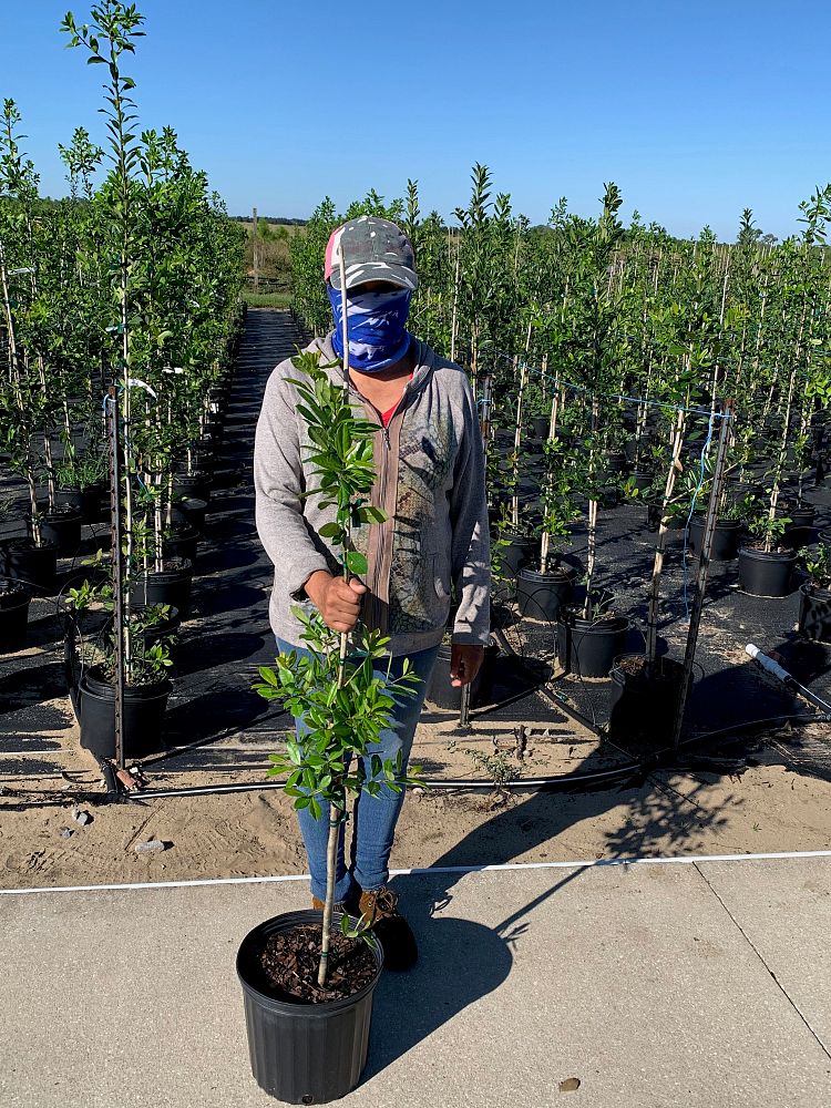 ilex-x-attenuata-eagleston-holly