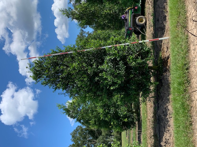 ilex-x-attenuata-eagleston-holly