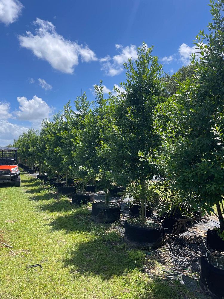 ilex-x-attenuata-eagleston-holly