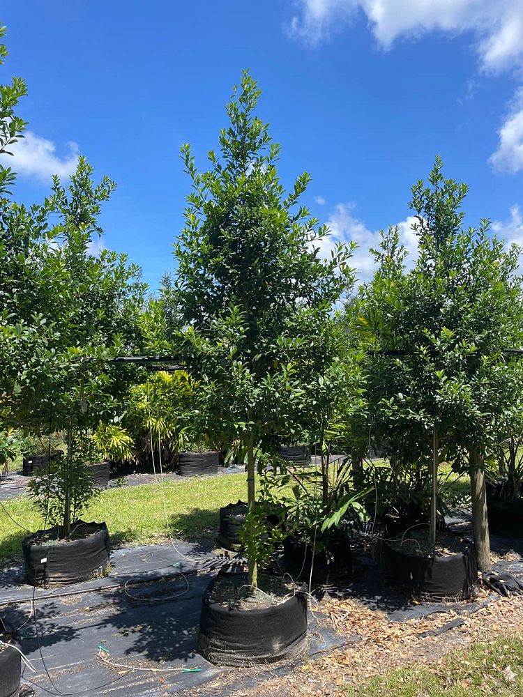 ilex-x-attenuata-eagleston-holly