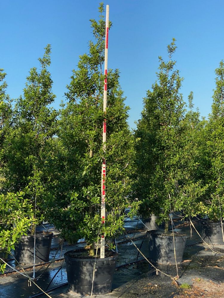 ilex-x-attenuata-eagleston-holly